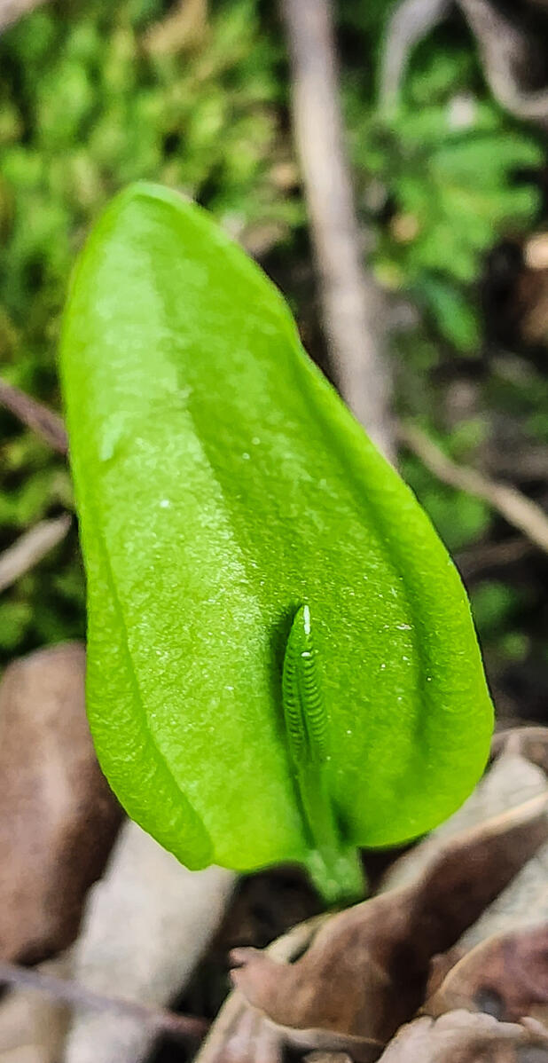 This adder's tongue comes from an ancient lineage of ferns. Although overlooked, this unusual fern is just one of many surprises that might be right outside your door.