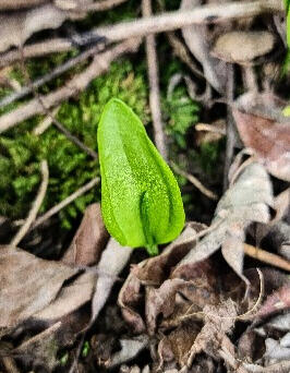 This adder's tongue comes from an ancient lineage of ferns. Although overlooked, this unusual fern is just one of many surprises that might be right outside your door.